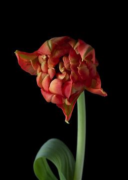 Tulipe sur le noir sur Carine Belzon