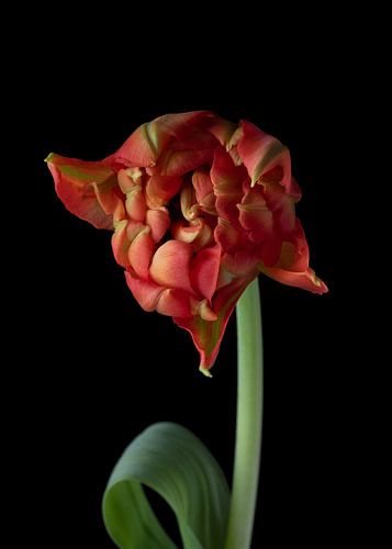 Tulp op zwart