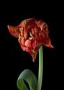 Tulipe sur le noir par Carine Belzon Aperçu