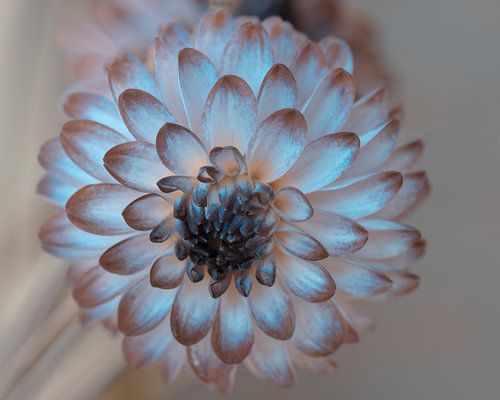 Dahlia, you have got the look