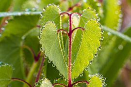 Liebesblätter mit schönen Tropfen. von Els Oomis