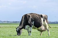 Grazing Cow