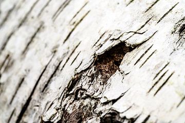 Birch tree bark close up by Sjoerd van der Wal Photography
