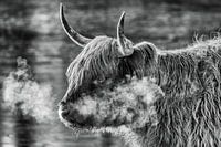 Scottish Highlander