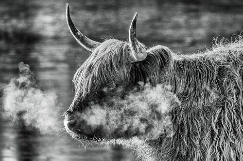 Highlander écossais