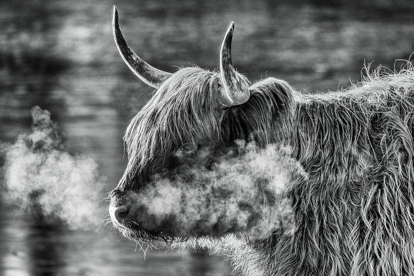 Scottish Highlander by Peter Gelderblom