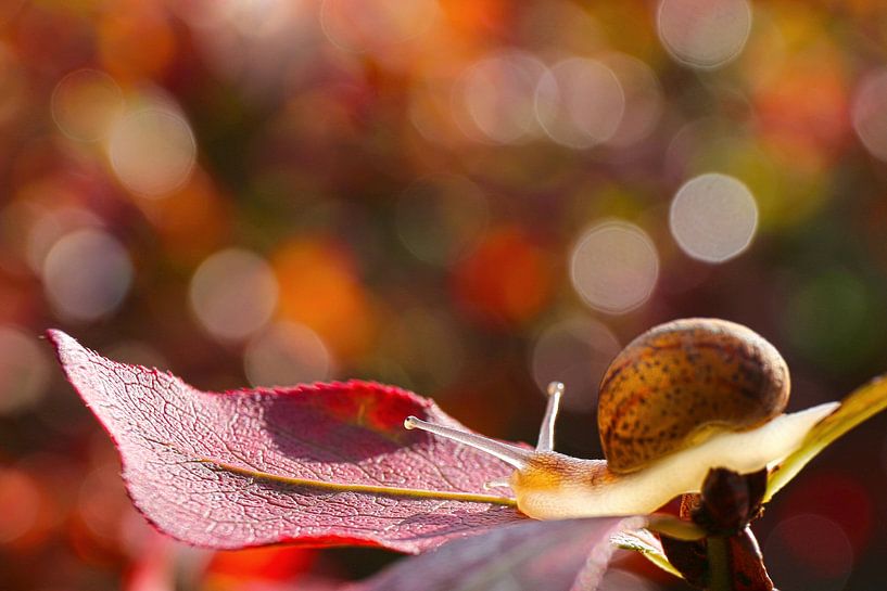 Snail on its way to a tasty red leaf by Shot it fotografie