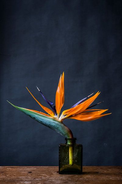 Foto print |Paradijsvogelbloem | Strelitzia | Botanisch | Kleurrijke bloem van Jenneke Boeijink