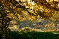 Herfstbeeld