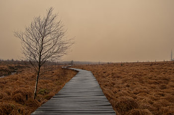 Holzsteg führt durch das Hohe Venn in Belgien