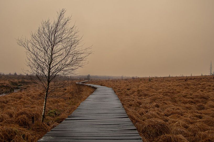 Houten loopbrug leidt door de Hoge Venen in België van David Esser