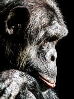 Chimpanzee