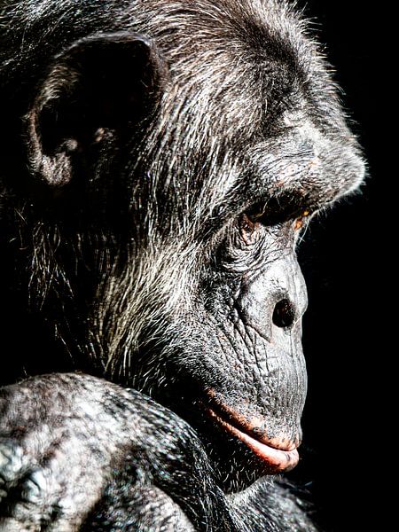 Chimpanzee by Scholtes Fotografie