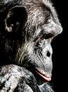 Chimpanzee by Scholtes Fotografie thumbnail