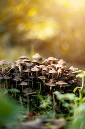 Groep paddelstoelen