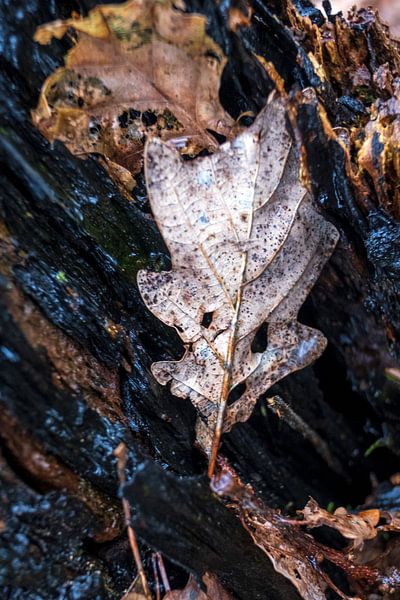Natuurlijk gezicht / Dryade &quot;Bruin blad gezicht&quot; van Flatfield