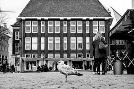 Gull at Groningen fish market by Gea de Boer