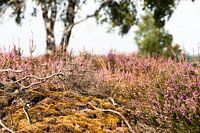 Heide