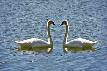 Schwanenpaar