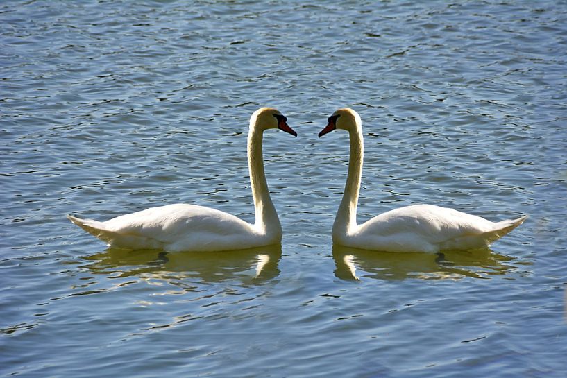 Schwanenpaar par Edgar Schermaul