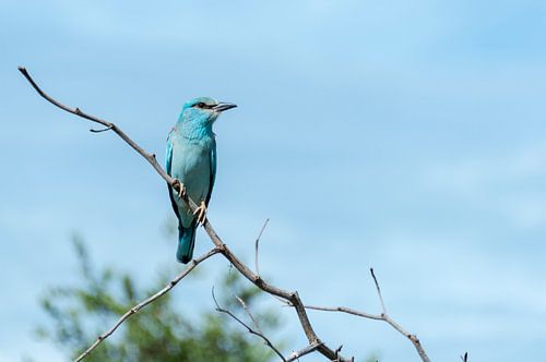 blue european roller in kruger national park
