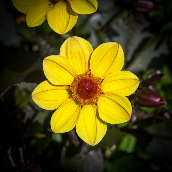 Prayers Laevis Flower by Yannick uit den Boogaard