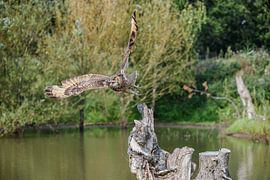 Owl by Erik Ramaker den Ouden
