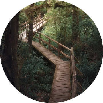 The perfect path | Rain Forest | Vancouver Island | Canada | reisfotografie | fotobehang
