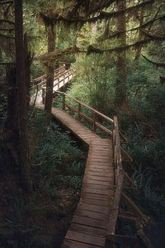 The perfect path | Rain Forest | Vancouver Island | Canada | reisfotografie | fotobehang van Laura Dijkslag