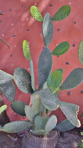 Cactus contre un mur rose