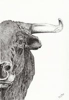 Taur (Stier)
