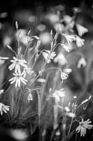 Witte bloemetjes