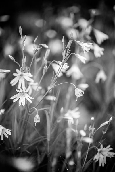 Witte bloemetjes van Barbara Koppe