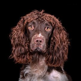 English jumper spaniel by Tony Wuite