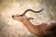 Antilope van Thomas Froemmel thumbnail