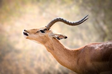 Antilope sur Thomas Froemmel