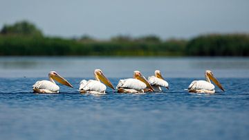 Pelicans in Danube Delta by Roland Brack