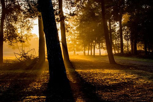 Autumn forest with golden backlight