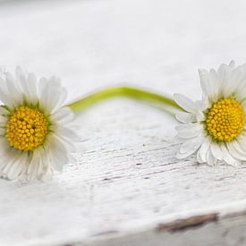 Doppeltes Gänseblümchen auf Gartentisch mit Patina als Zeichen für Verliebte von Christian Feldhaar