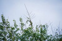 Le lézard vert gît haut dans un arbre qui se repose au soleil.