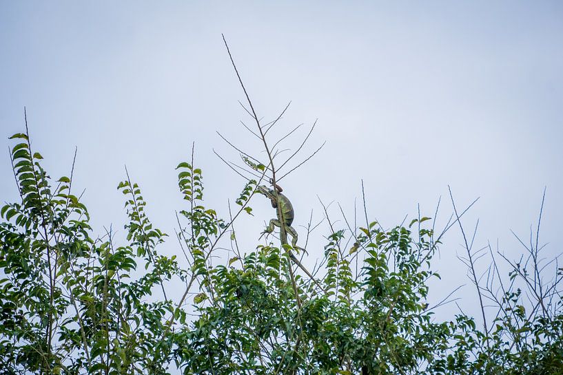 Groene hagedis ligt hoog in een boom te rusten in de zon. van Twan Bankers