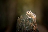 Erdhörnchen von Lia Hulsbeek Brinkman Miniaturansicht