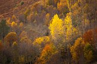 Ein Herbst mit warmen Tönen von Ton Drijfhamer Miniaturansicht