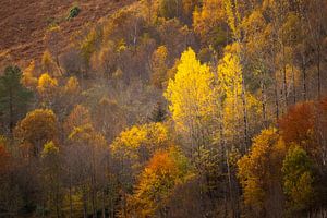 Ein Herbst mit warmen Tönen von Ton Drijfhamer