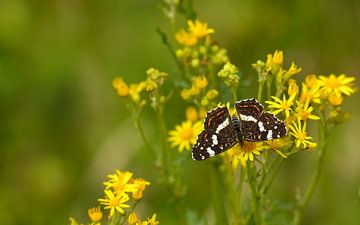 Vlinder (landkaartje) op geel Havikskruid van Layla Scheffer