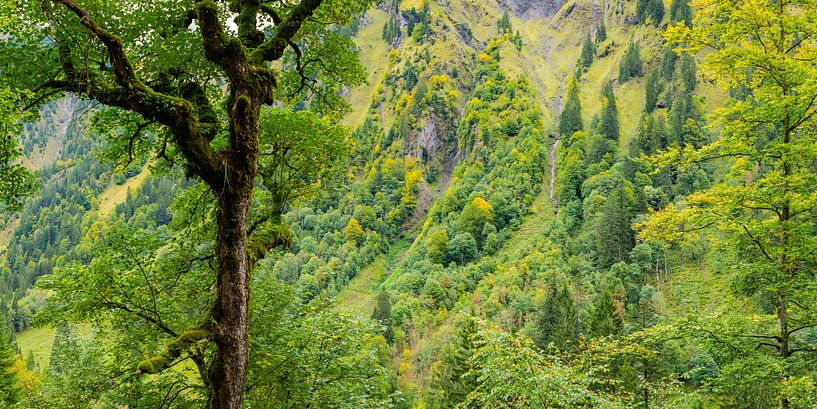 Bergbos in de Oytal, Allgäuer Alpen van Walter G. Allgöwer