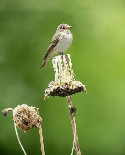 Grauwe vliegenvanger op uitgebloeide Zonnebloem.