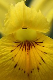 Yellow iris