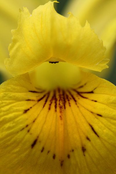 Yellow iris by Lisette Tegelberg - Zegwaard
