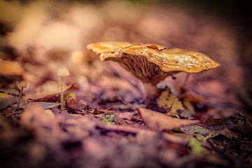 paddenstoel  van Freddy Hoevers